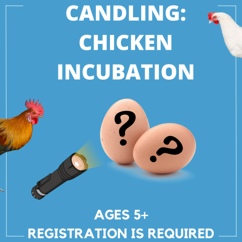 Candling: Chicken Incubation (ages 5+), Mon. 7/7 at 2 p.m., register